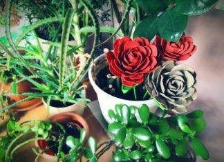 Róże doniczkowe z opakowań po jajkach DIY